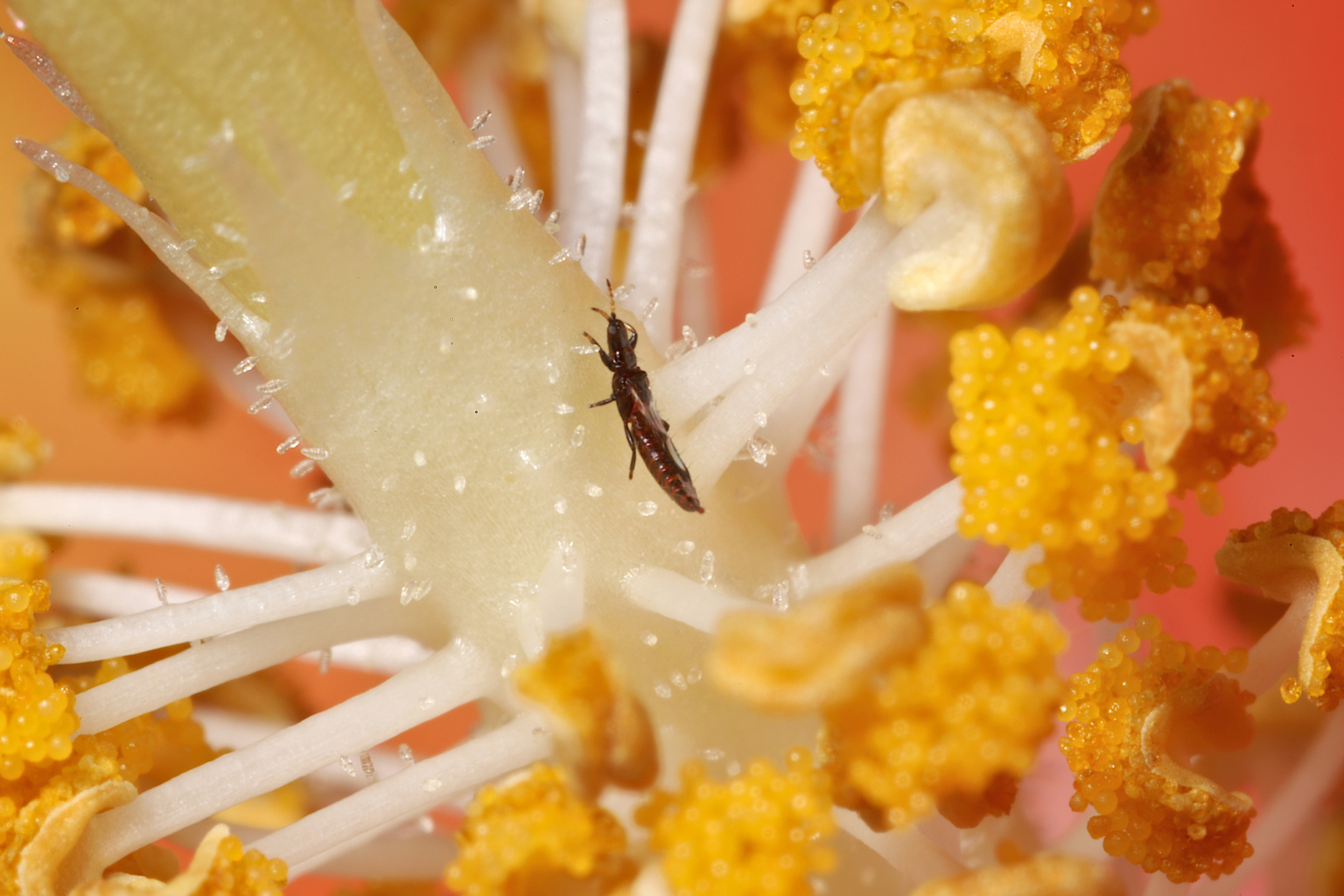 Tube-Tailed Thrips (Phlaeothripidae) in the Center of a Hibiscus Flower